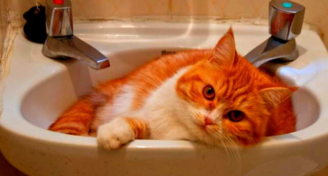 El baño en seco es un alternativa para tu gato.