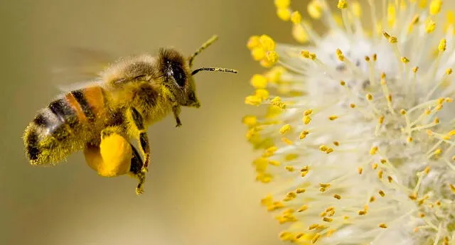 Las interpretaciones sobre soñar con abejas.