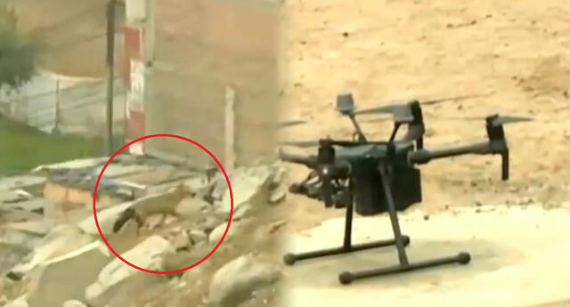 Autoridades bucan a run run con drones para lanzarle dardos