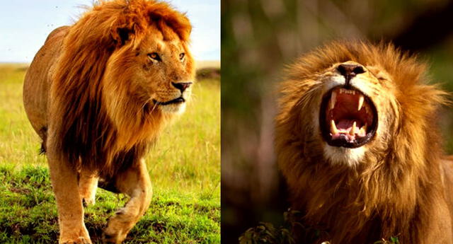 Soñar con leones esta asosicado con la fuerza y el liferazgo.
