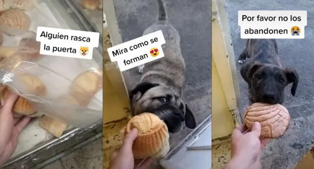 Perritos callejeros hacen cola para recibir comida de una panadería y conmueven las redes sociales.