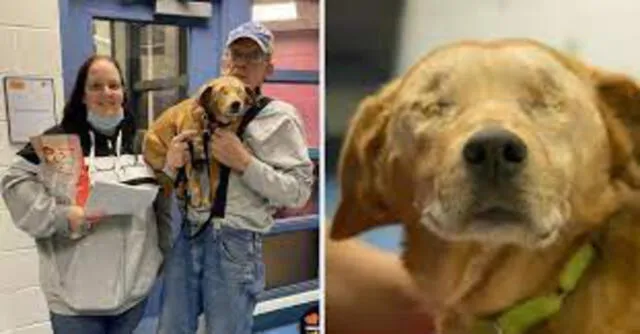 La conmovedora historia de Rusty, el perro al que extirparon sus ojos (Humane Animal Rescue of Pittsburgh)