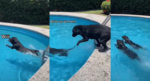 Peculiar video de los perros en una piscina se hizo viral en las redes sociales.