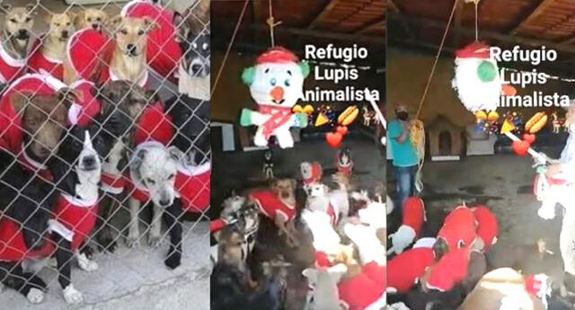 Perritos de un refugio incentivan su adopción disfrazados por Navidad y con una piñata