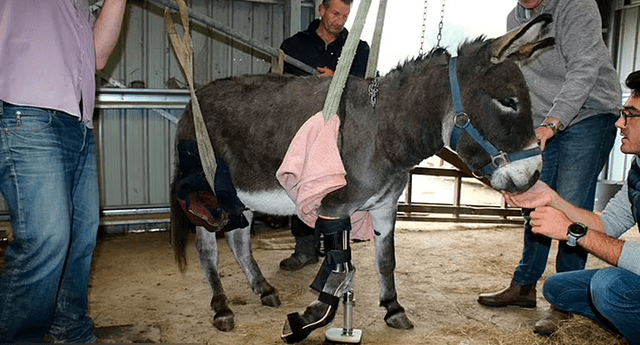 El estado de su pierna se deterioró lentamente, lo que provocó que el animal sufriera daños en la espalda y el hombro. Foto: captura de YouTube