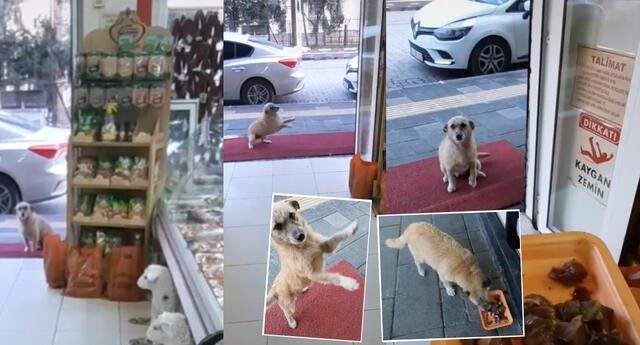Singular escena de un perro en carnicería se hizo viral en las redes sociales.