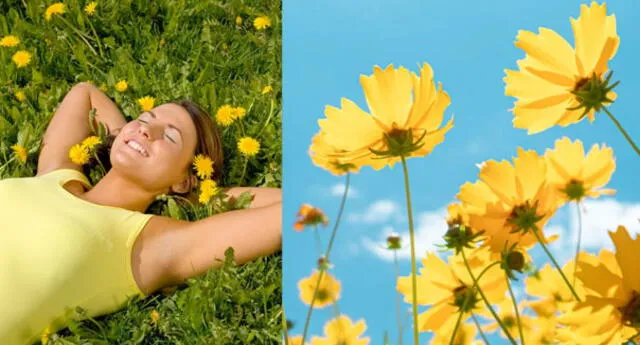 Soñar con flores, qué significa soñar con flores amarillas, predicciones,  interpretación de sueños | El Popular
