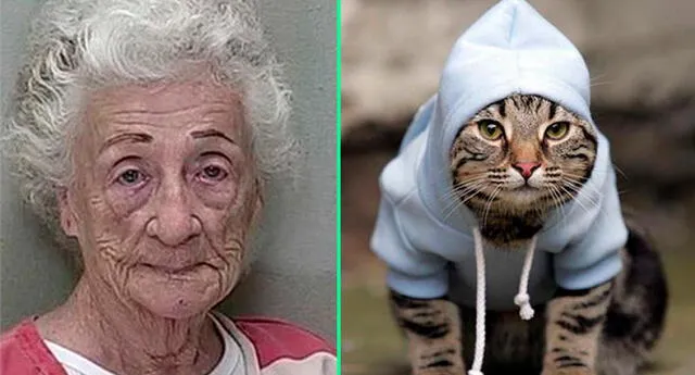 Ruth Gregson entrenó a sus 65 gatos para robar.