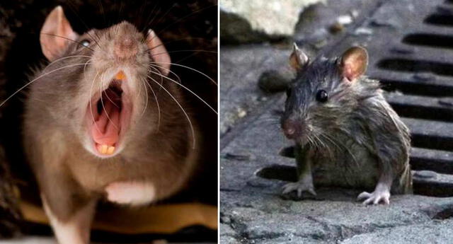 envase beneficio Armada Qué significa soñar con ratas que te muerden, predicciones, esoterismo,  interpretación de sueños | El Popular