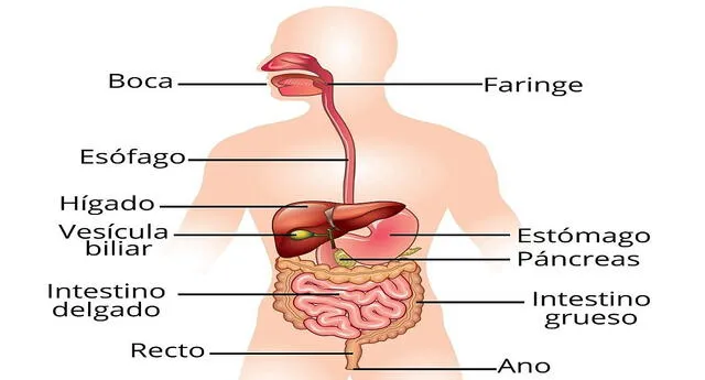 Desbordamiento Reanimar confesar Sistema digestivo: qué es, cuáles son sus funciones y partes del cuerpo  humano | El Popular