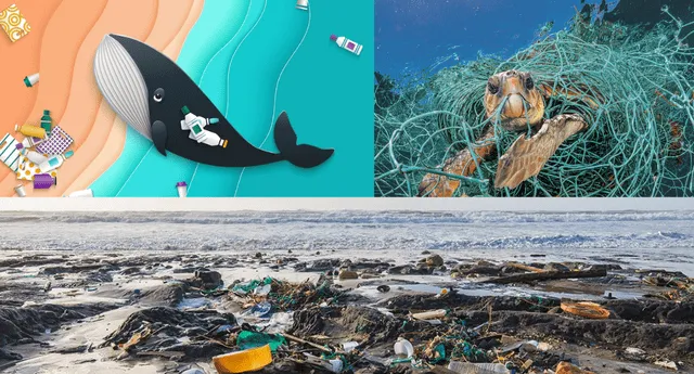 Cómo afecta la contaminación de los mares? | El Popular