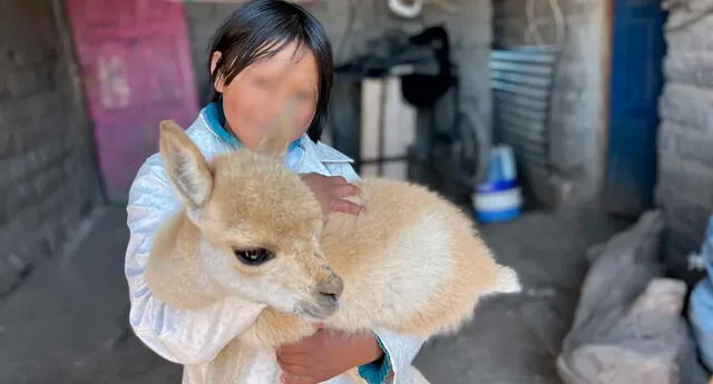 Argentina: niña de diez años lava su ropa, tiene una vicuña como mascota y  sueña con ser policía, video | El Popular