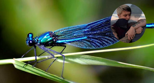 Asimilar enjuague Estable Qué significa que haya una libélula en tu casa? Mitos y verdades sobre el  animal en el hogar | El Popular
