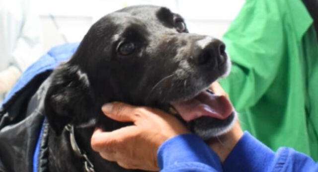 El perrito, Dino, visitando a su dueña Miriam Bedoya, de 68 años, en el hospital de Bogotá, Colombia.   