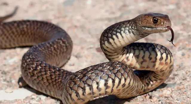 Soñar con serpiente que no te hace nada es señal de fortuna. Soñar con serpiente que no te hace nada es señal de fortuna.
