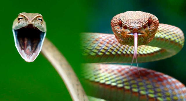 Las serpientes cascabel es una de las más peligrosas del mundo.   