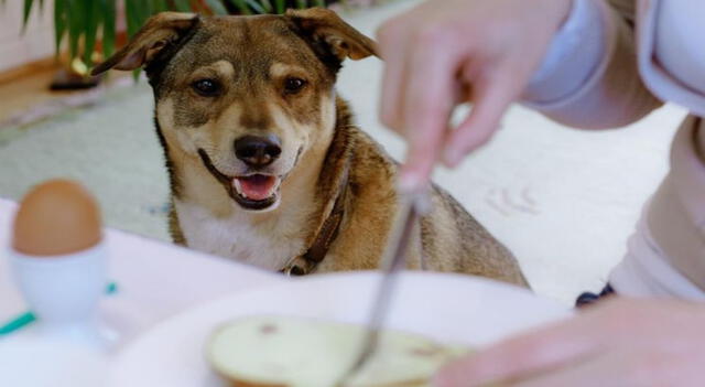 La mascota no debe de comer antes del viaje.   