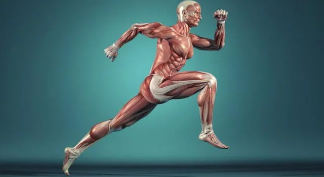  El sistema muscular nos perite la movilidad. 