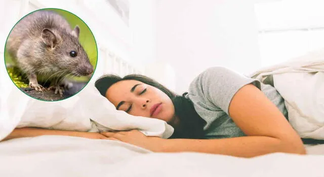 Soñar con rata significa nerviosismo.   