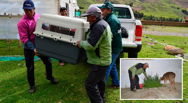  El pequeño venado fue trasladado a un lugar adecuado.   