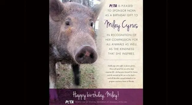 Miley Cyrus recibió un cerdo como regalo de cumpleaños.
