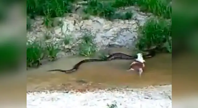 Impactante video muestra una anaconda vomitando una vaca