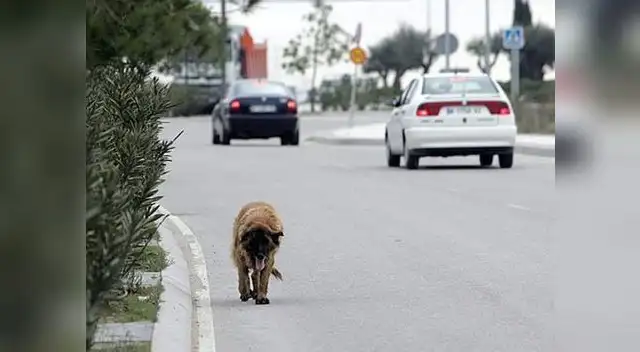 Animales atropellados en la carretera deberán ser socorridos.