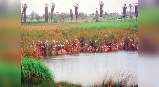 Los pantanos de Villa. Los pantanos de Villa.