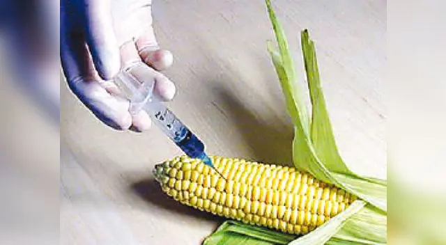 Alimentos transgénicos.