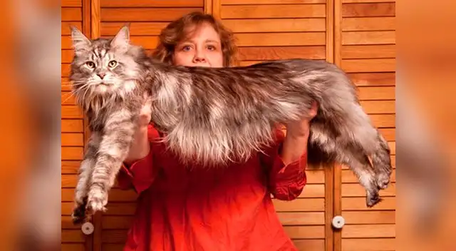 Stewie, el gato más largo del mundo, falleció de cáncer.