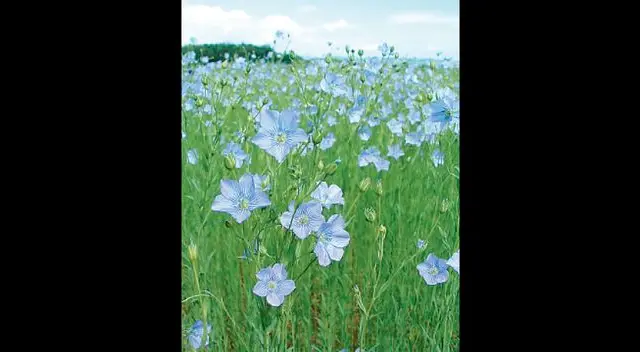 La linaza. La linaza.