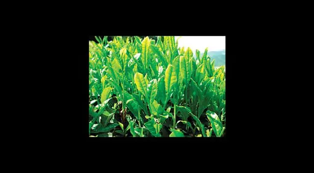 Té verde. Té verde.