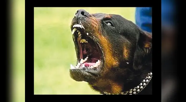 “Vinces”, el Rottweiler asesino.