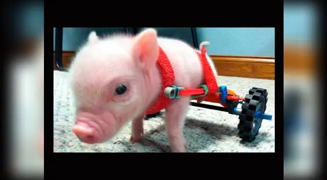 El veterinario que lo atendió, lo adoptó. El veterinario que lo atendió, lo adoptó.