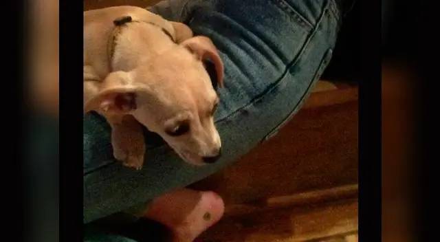 A la nueva integrante le justa dormir y jugar con los otros perros. A la nueva integrante le justa dormir y jugar con los otros perros.