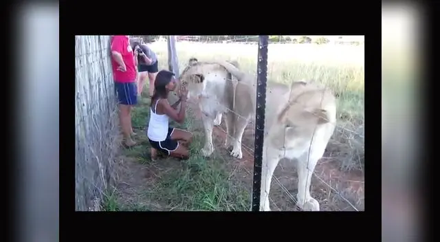 Video de joven acariciando a dos leones ya tiene casi 300 mil visita en Youtube.