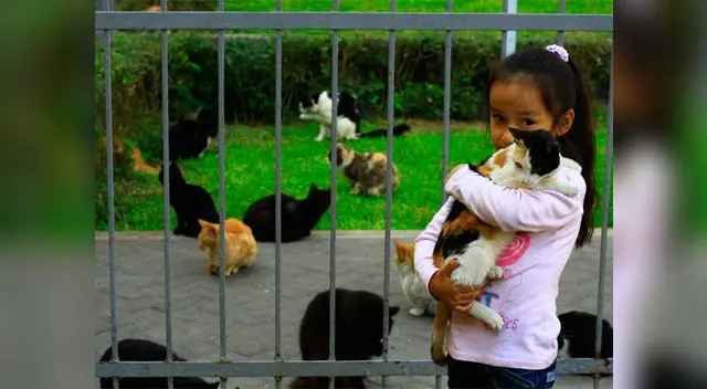 Protejamos y adoptemos un gato que no demanda muchos cuidados. Protejamos y adoptemos un gato que no demanda muchos cuidados.