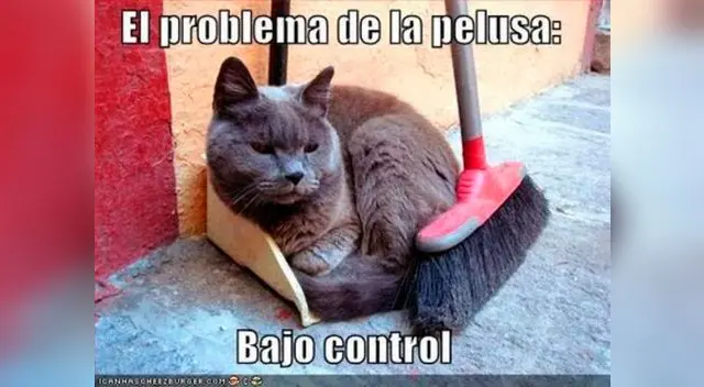 Una las opciones que tiene algunas personas para la pelusa de los gatos. Una las opciones que tiene algunas personas para la pelusa de los gatos.