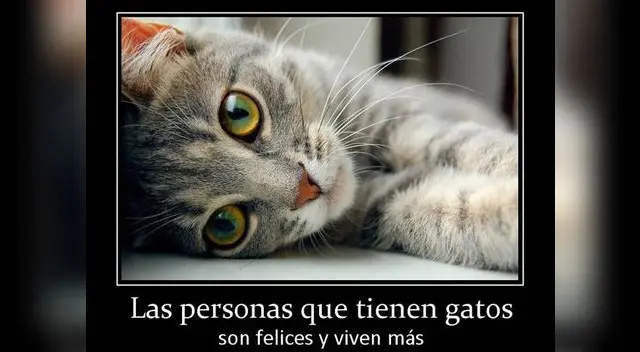 La felicidad que puede generar la presencia de un gato en tu casa. La felicidad que puede generar la presencia de un gato en tu casa.