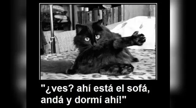 Los memes por el Día internacional del gato. Los memes por el Día internacional del gato.