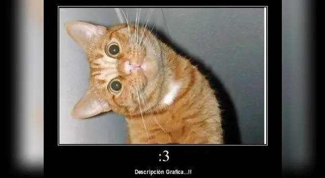 Los memes por el Día internacional del gato. Los memes por el Día internacional del gato.