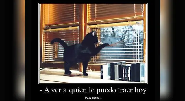 Los memes por el Día internacional del gato. Los memes por el Día internacional del gato.