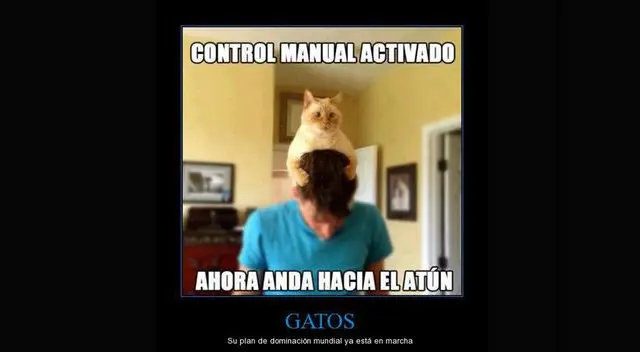 No faltaron los memes en el Día internacional del gato. No faltaron los memes en el Día internacional del gato.