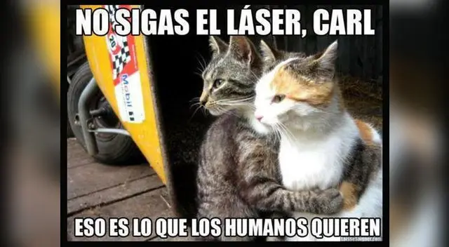 Lo que piensas los gatos. Lo que piensas los gatos.