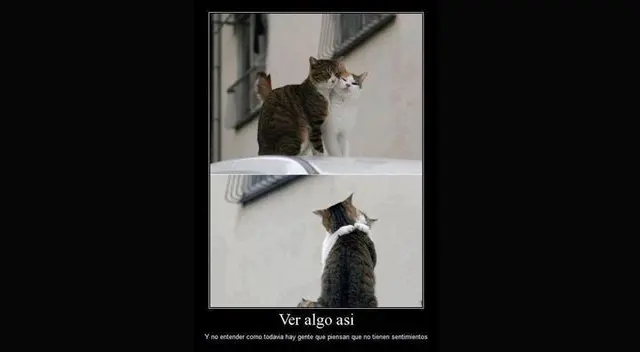 Ver algo así y no entender como hay gente que piensa que los gatos no tiene sentimientos. Ver algo así y no entender como hay gente que piensa que los gatos no tiene sentimientos.