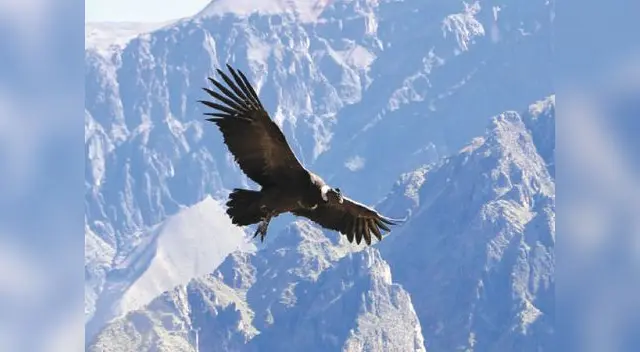 El cóndor andino.