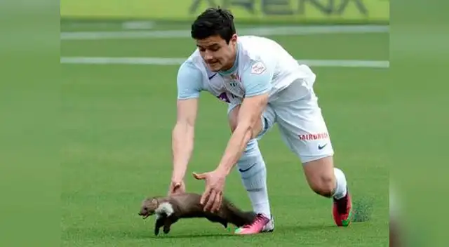 Pequeños animales hicieron de las suyas.