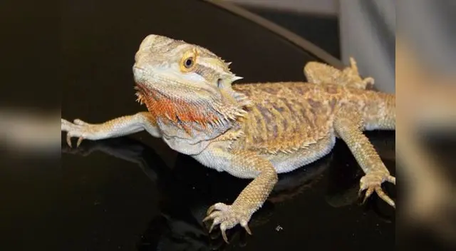 Los animalitos exóticos pueden ser grandes habitantes de la casa.