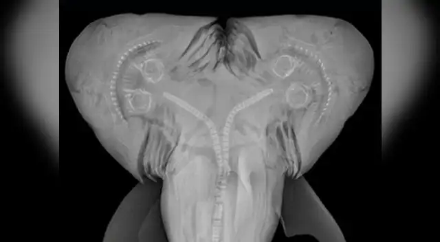 Los exámenes realizados al feto de tiburón comprobaron que se trataba de una criatura con dos cabezas. Los exámenes realizados al feto de tiburón comprobaron que se trataba de una criatura con dos cabezas.