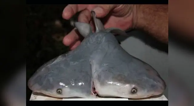 Hallazgo de un feto de tiburón de dos cabezas fascina a los científicos. Hallazgo de un feto de tiburón de dos cabezas fascina a los científicos.